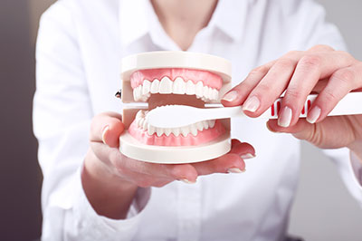 A person holding a model of a human mouth with teeth, using it to demonstrate dental care or oral health.
